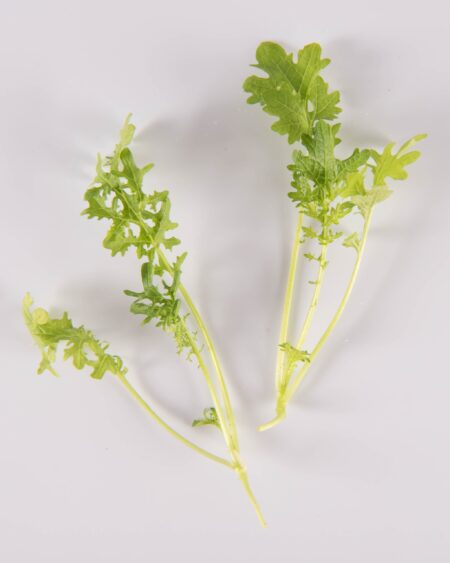 Wasabi Mustard