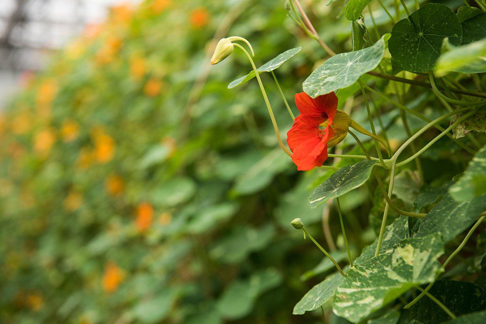 Nasturtium Blooms: A Thomas Jefferson Darling and Peruvian Medicine All In One