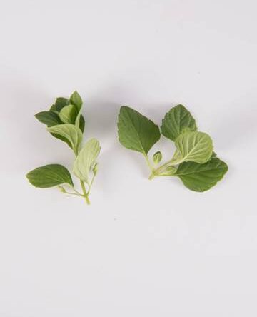 Nepitella Mint