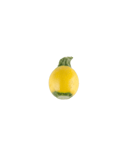 One Ball Squash