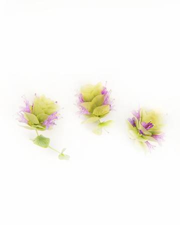 Oregano Blooms