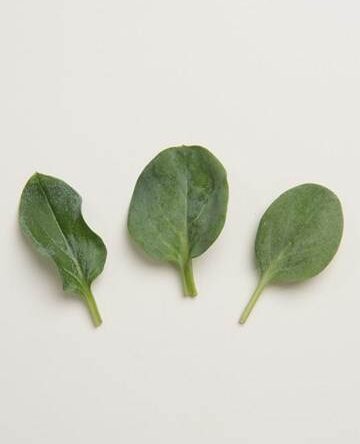 Oyster Leaf