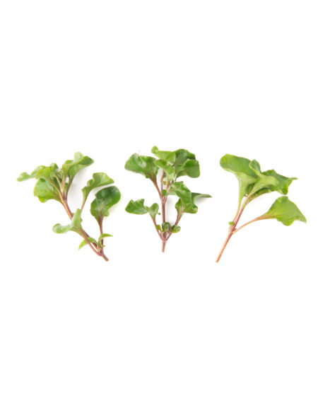 Painted Spinach
