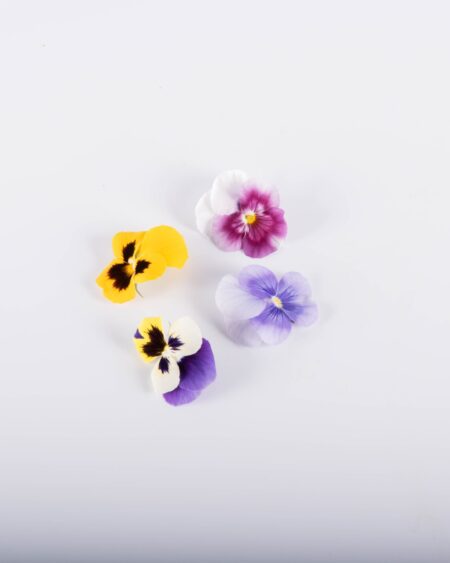 Mixed Pansy