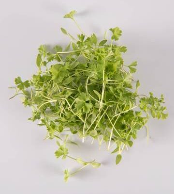 Petite Parsley