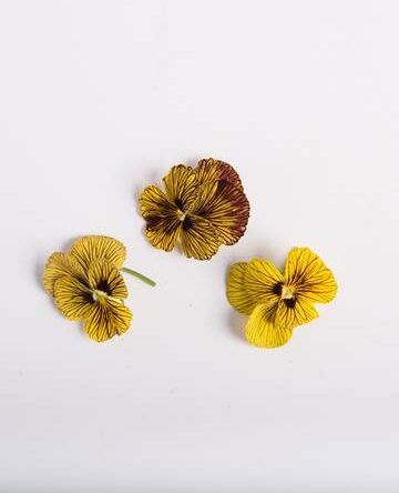 Passion Fruit Cream Viola