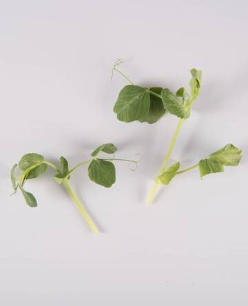 Pea Tendrils