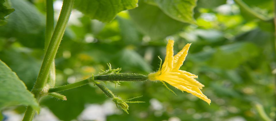 Perfectly Petite Veggie: Celebrating the Cuke with Bloom