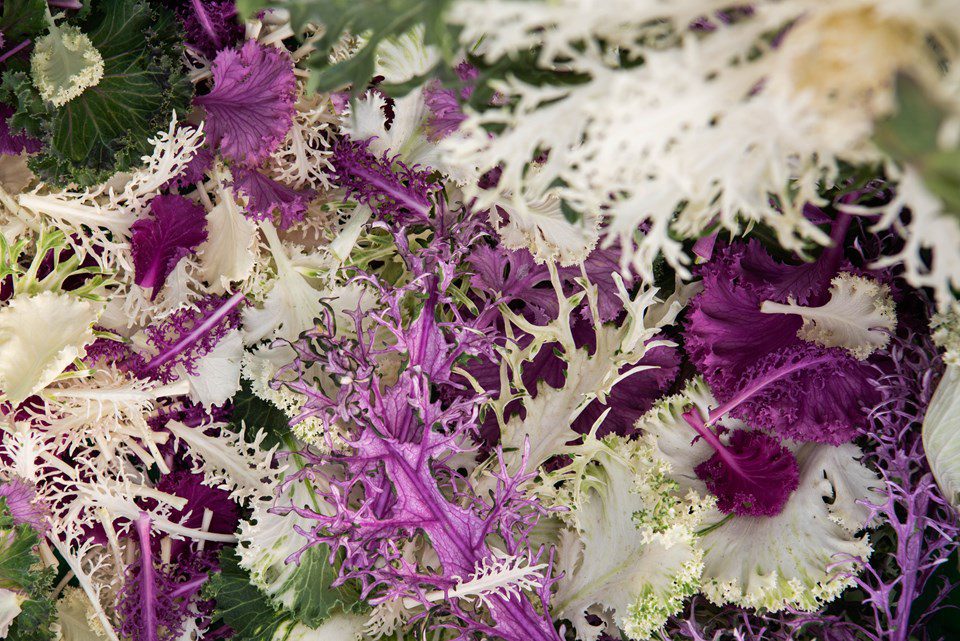 Petite Exotic Kale, Enormous Flavors