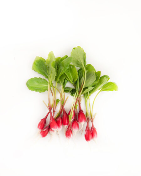 Petite French Breakfast Radish