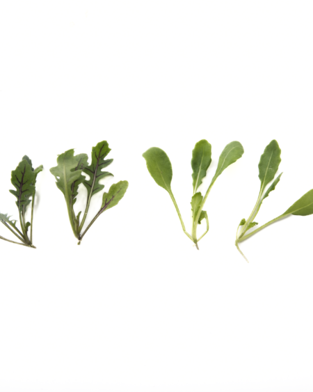 Petite Mixed Arugula
