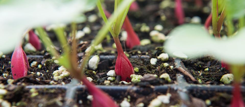 Petite Radishes: Miniature-Sized Delights