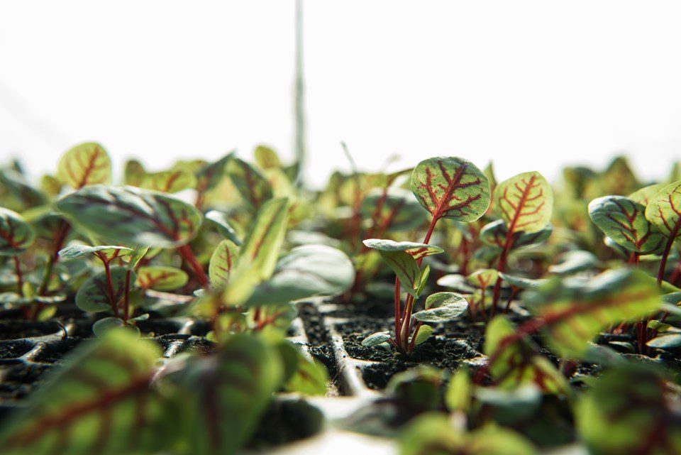 Petite Red Ribbon Sorrel