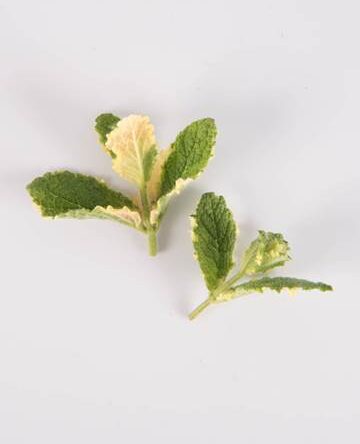 Pineapple Mint
