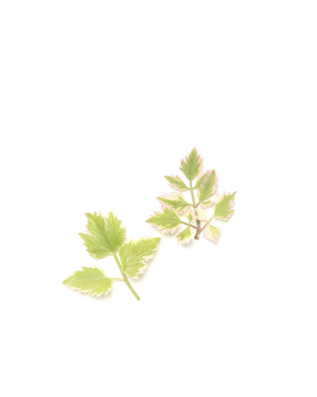 Pink Tipped Parsley