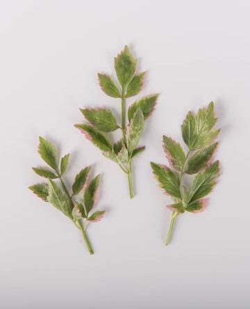Pink Tipped Parsley