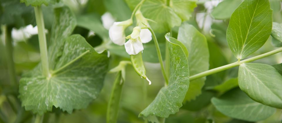 Plenty to Share About Farm-Fresh Peas