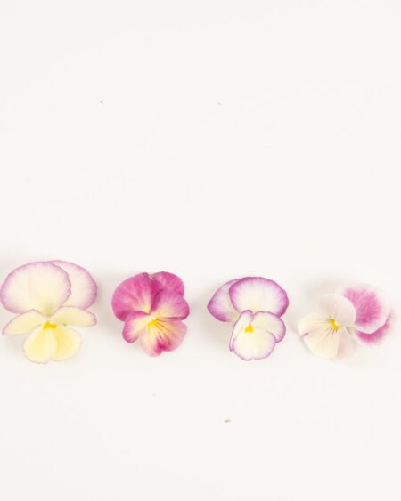 Plum Banana Cream Pansy