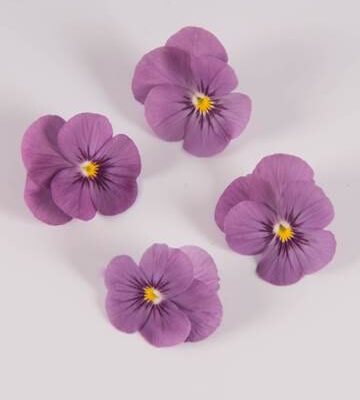 Plum Sorbet Viola