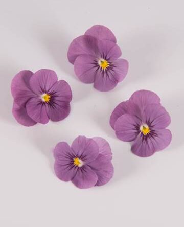 Plum Sorbet Viola
