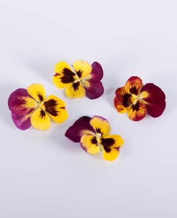 Pomegranate Viola