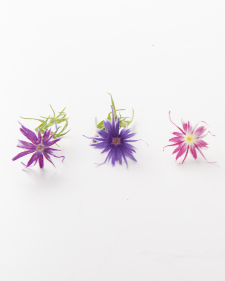Mixed Popstar Flower