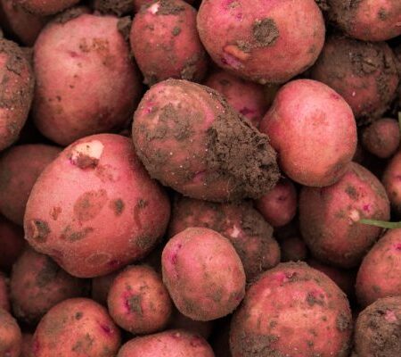 Tubers