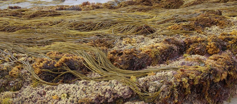 Prannie Rhatigan Explains How to Eat, Bathe and Farm with Seaweed