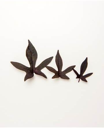 Purple Sweet Potato Leaves