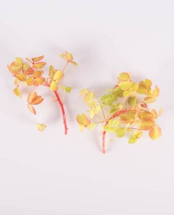Rainbow Lucky Sorrel