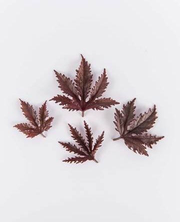 Red Hibiscus Leaves