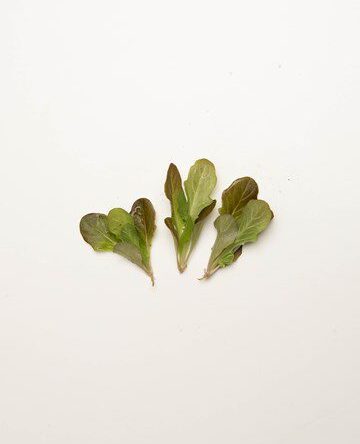 Red Oak Lettuce