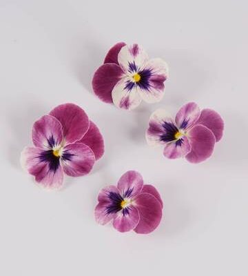 Red Raspberry Sorbet Viola