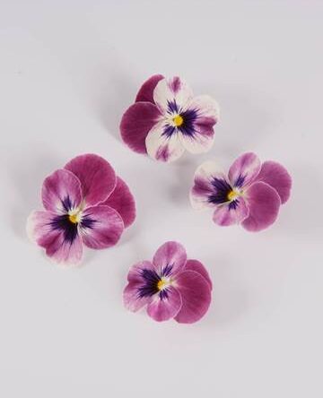 Red Raspberry Sorbet Viola