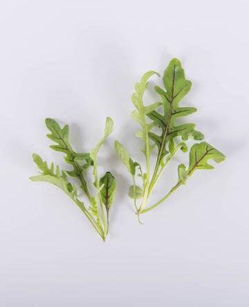Red Ribbon Arugula
