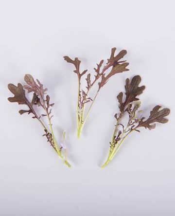 Ruffled Red Mustard