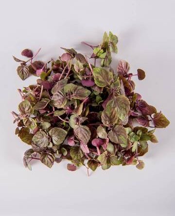 Red Shiso