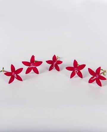 Red Velvet Egyptian Starflower