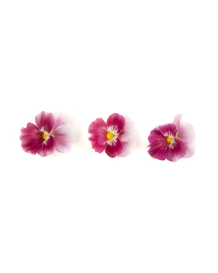 Red Velvet Frost Viola