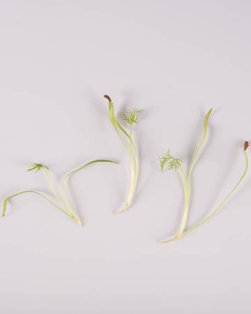 Root Crop™ Blend Small Bites - Image 2