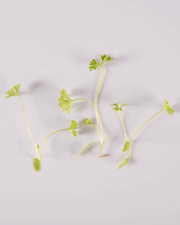 Root Crop™ Blend Small Bites - Image 4