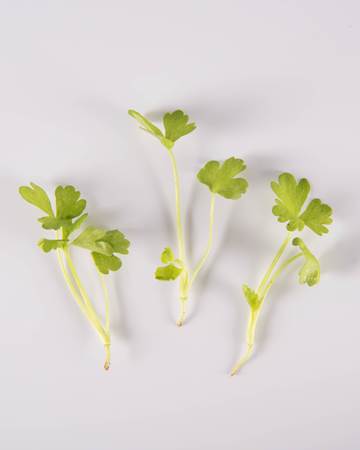 Root Crop™ Blend Small Bites - Image 5