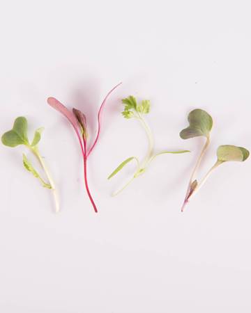 Salad Sensation® - Image 2