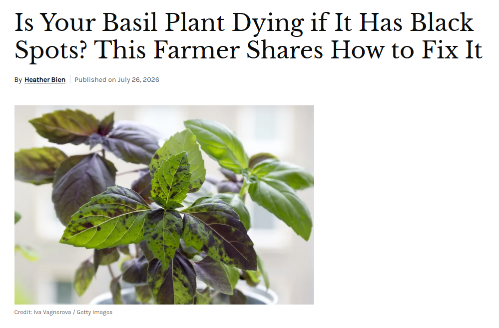 Is Your Basil Plant Dying if It Has Black Spots? This Farmer Shares How to Fix It