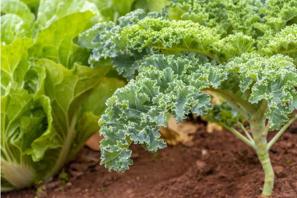 5 Fast-Growing Crops You Can Still Plant in August and Harvest by Early Fall