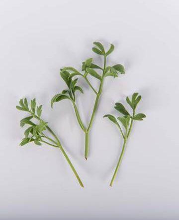 Sea Samphire