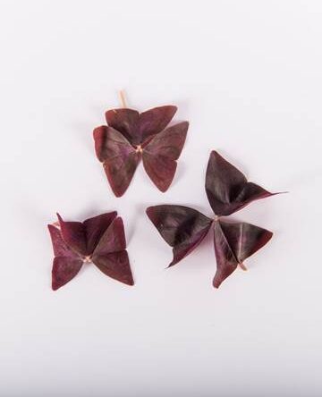 Amethyst Sorrel