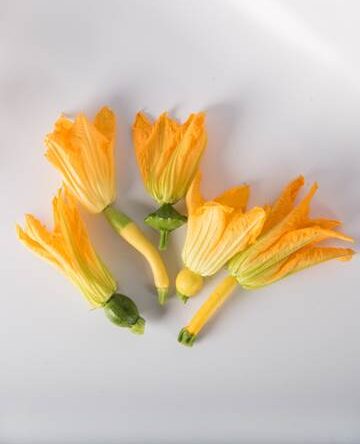 Squash with Bloom