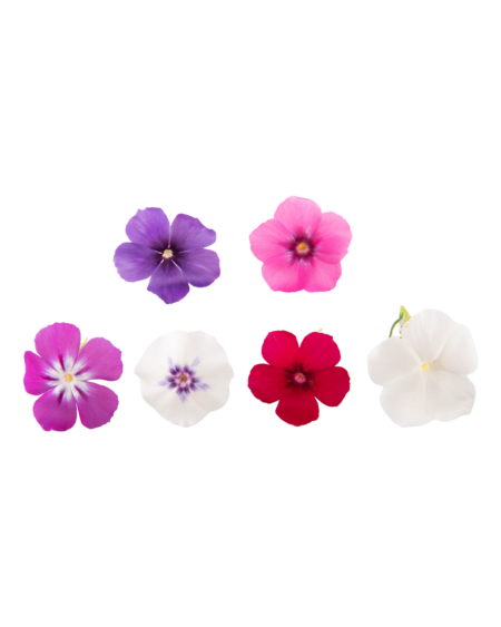 Starlet Flower