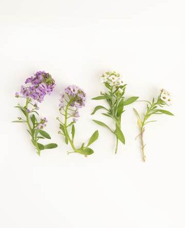 Purple Sweet Alyssum